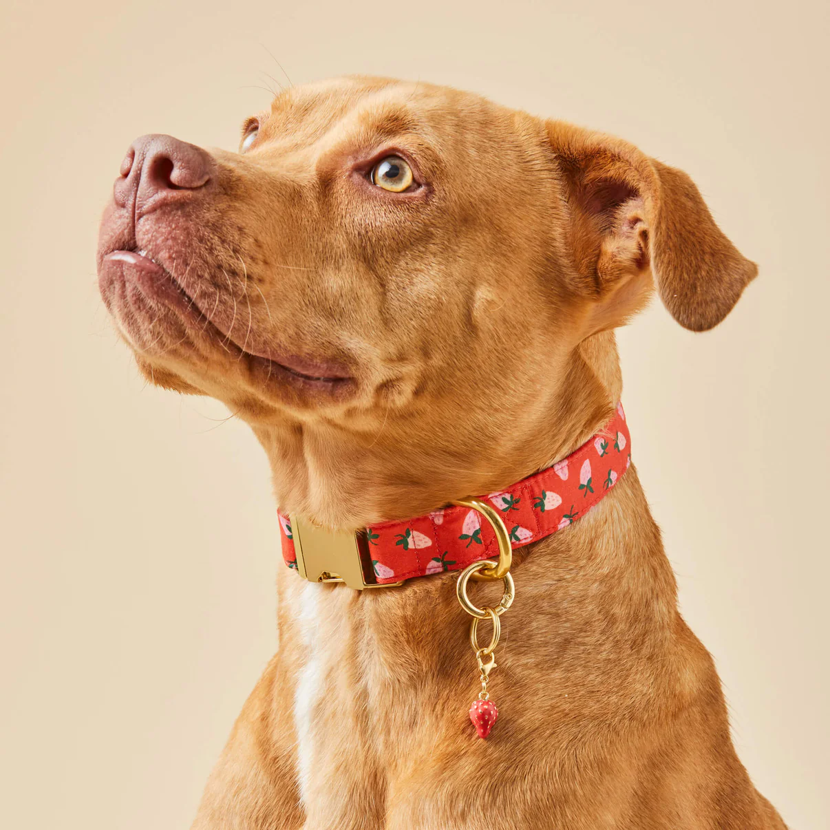 crop_BerrySweetCollar_StrawberryCharm_24-11-07_26113