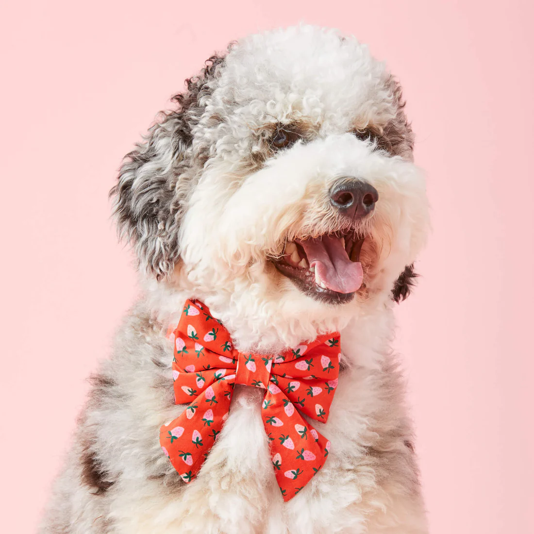 crop_BerrySweet_LadyBow_24-11-07_26336