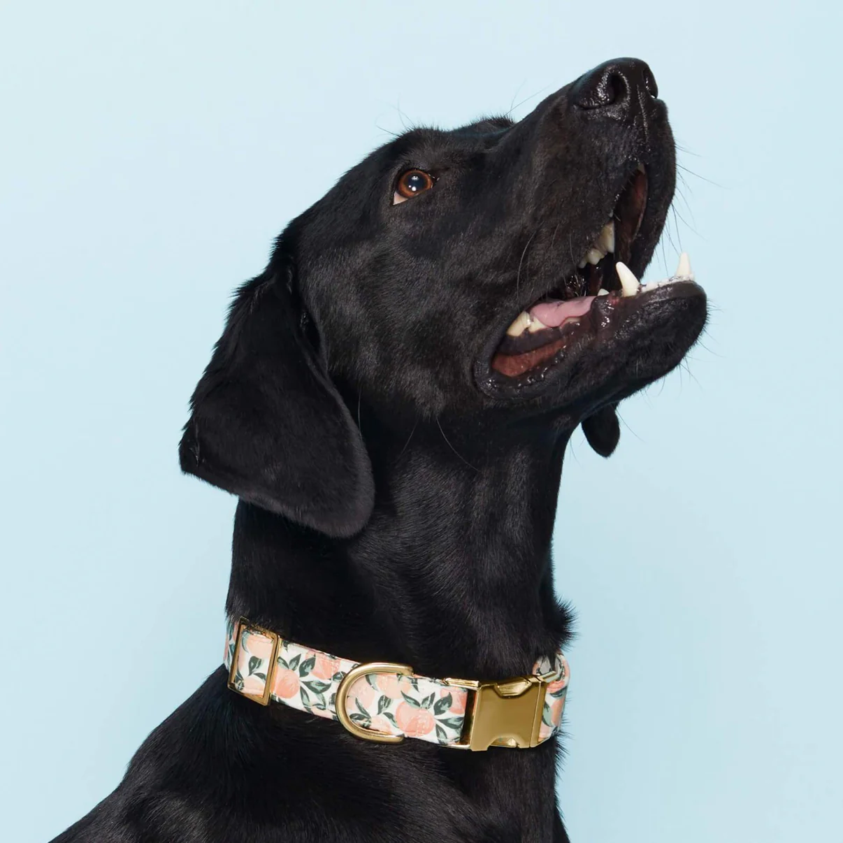 peaches-and-cream-dog-collar-from-the-foggy-dog-609437