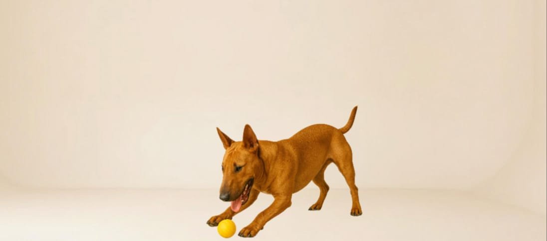 WhatsApp Image 2025-10-14 at 7.00