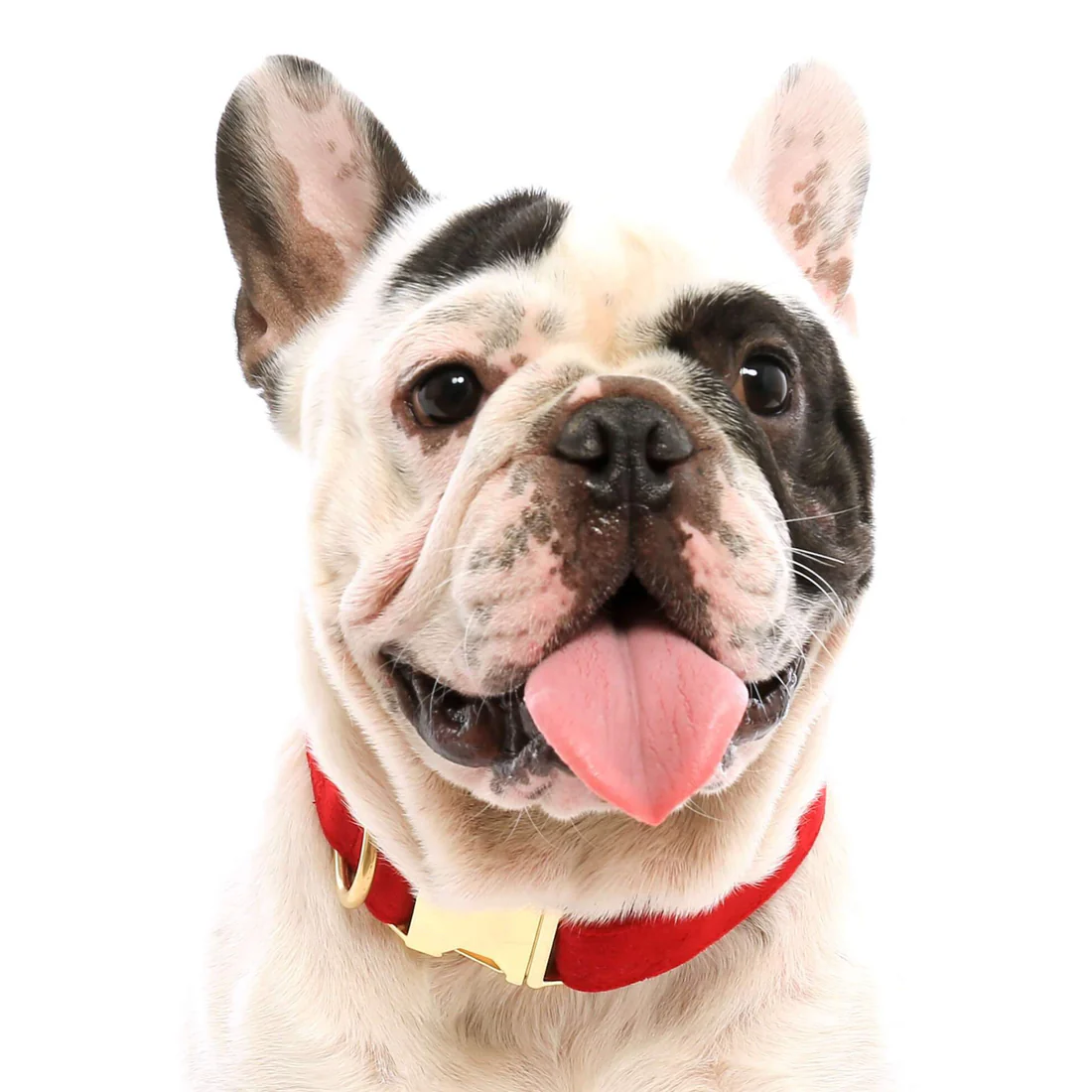 cranberry-velvet-dog-collar-from-the-foggy-dog-671318