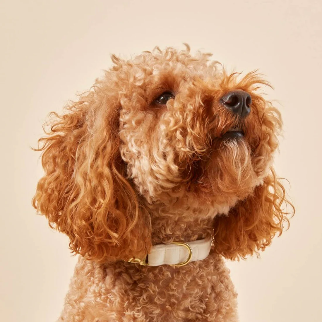 ivory-velvet-dog-collar-from-the-foggy-dog-102825